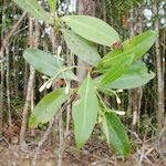 Psychotria roseotincta Habitus