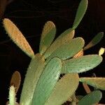 Opuntia ficus-indica Blad