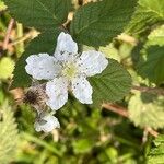 Rubus caesius 花