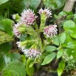 Petasites pyrenaicus Flower