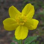Anemone ranunculoides Flor