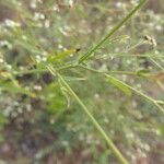 Parthenium hysterophorus Feuille