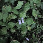 Hypoestes triflora Leaf