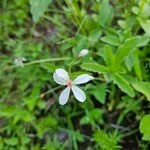 Pelargonium quinquelobatum Květ