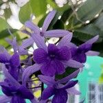 Petrea volubilisKwiat