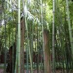 Phyllostachys reticulata Leaf