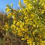 Ulex parviflorus Лист