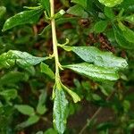 Escallonia illinita पत्ता