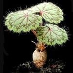 Pelargonium barklyi Liść