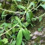 Gentiana cruciata ഇല