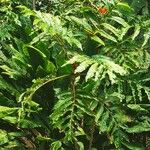 Amorphophallus paeoniifolius Fulla