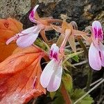 Pelargonium glechomoides Flor