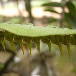 Bulbophyllum renkinianum Owoc