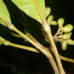 Conchocarpus nicaraguensis Bark