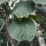 Cordia africana Folla