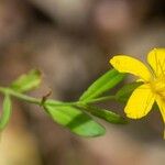 Hypericum australe Flower
