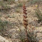 Orobanche artemisiae-campestris 形態