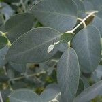 Eucalyptus gunnii Leht