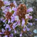 Coris monspeliensis Flower