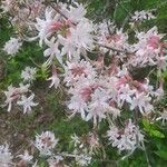 Rhododendron canescens Çiçek