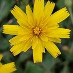 Leontodon saxatilis Flower