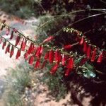 Penstemon eatonii Хабит