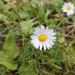 Bellis annua花