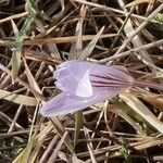 Crocus reticulatus 花