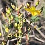 Hypericum brasiliense Other