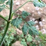 Aethusa cynapium Leaf