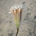 Chaenactis carphoclinia Flower