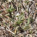 Barleria delamerei 葉