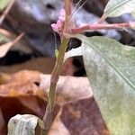 Persicaria mitis 樹皮