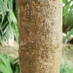 Alberta magna Bark