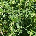 Artemisia princeps List