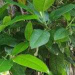Ficus macrophylla ഇല