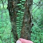 Asplenium platyneuron Leaf