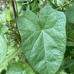 Convolvulus sepium Feuille