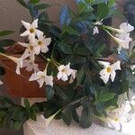 Mandevilla laxa Flower