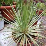 Agave stricta ഇല