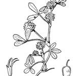 Trifolium retusum മറ്റ്