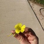Oxalis pes-caprae Květ