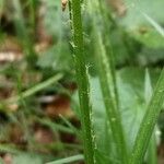 Carex brachystachys Lubje