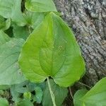 Smilax tamnoides Blatt