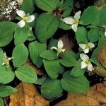 Trillium nivale ᱛᱟᱦᱮᱸ