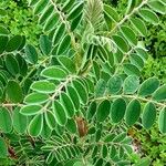 Amorpha fruticosa Folha
