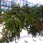 Podocarpus macrophyllus 叶