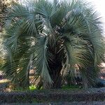 Butia yatay Hoja