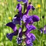 Salvia pratensis Other
