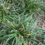Liriope spicata Leaf
